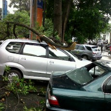 Dua Mobil Pengunjung FO Stamp Penyok Tertimpa Dahan Pohon Patah