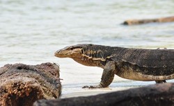 NTT Punya Pulau Komodo, Indramayu Punya Pulau Biawak