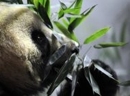 Jepang Minta Kirimkan Panda untuk Hibur Korban Bencana