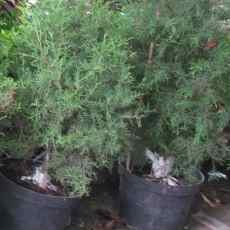 Penjualan Pohon Natal di Pasar Kayoon Sepi Pembeli