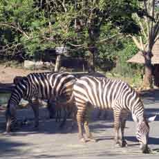 Libur Natal dan Tahun Baru Taman Safari Prigen Target 10 Ribu Pengunjung