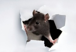 Kemaluan Dimakan Tikus, Pasien Radang Paru-paru Meninggal