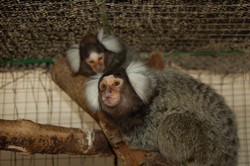 Ada Koleksi Hewan Baru di Ragunan, Mampir Yuk!