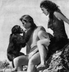 Umur 80 Tahun, Cheetah Simpanse Tarzan Mati karena Gagal Ginjal