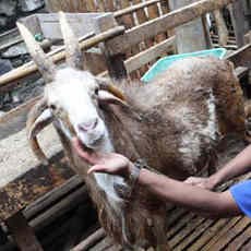 Kambing Unik Bertanduk Empat di Pasuruan