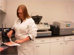 Perusahaan Makanan Amerika Lindungi Konsumen dari Bakteri E-coli