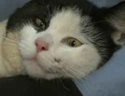 Kucing Selamat 4 Jam di Kompartemen Mesin Yang Panas