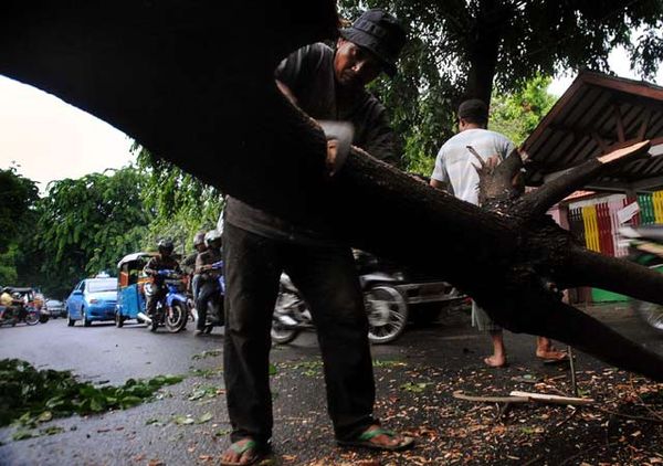 Hujan Angin, Pohon di Rawamangun Tumbang