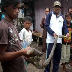 Heboh, Ular Sepanjang 3 Meter Ditemukan di Atap Rumah