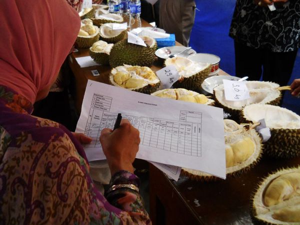 Adu Bagus Durian Kalibawang
