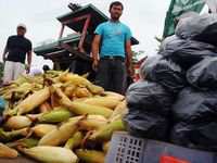 Jagung Siap Meriahkan Pergantian Tahun