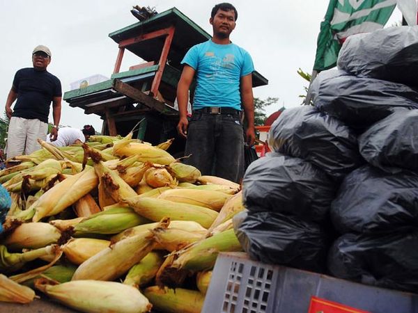 Jagung Siap Meriahkan Pergantian Tahun
