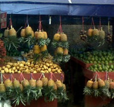 Asyiknya Berburu Nanas Si Madu di Lembang