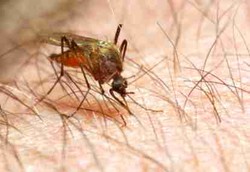 Malaria Tingkatkan Risiko Keguguran 3 Kali Lipat