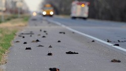  Ribuan Burung di AS Mati Gara-gara Kembang Api Tahun Baru