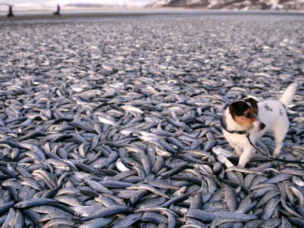 20 Ton Ikan Mati Terdampar di Norwegia