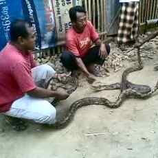 Ular Phyton Muntahkan Seekor Kucing Gegerkan Warga