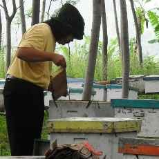 Warga Situbondo Resah Diteror Gerombolan Lebah 