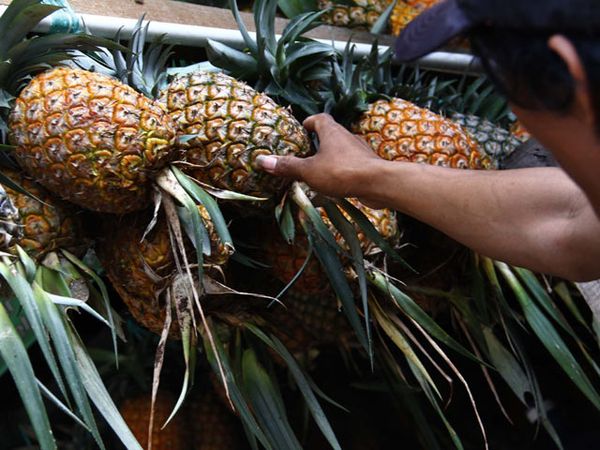 Yess.. Nanas Indonesia Rajai Pasar Global