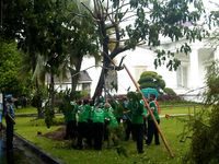Pohon Trembesi SBY di Istana Tumbang