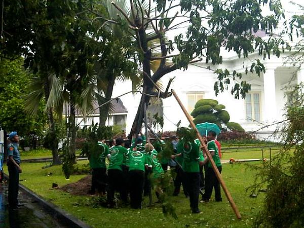 Pohon Trembesi SBY di Istana Tumbang