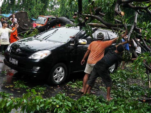 Ngeri! Pohon Tua Tumbang Timpa Mobil