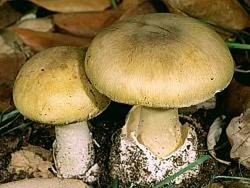 Tewas Usai Makan Jamur Saat Tahun Baru