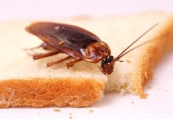 Si Jorok Kecoa Bisa Bikin Asma Makin Parah