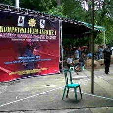 Kompetisi Ayam Laga di Gresik Digagalkan Polisi