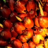 Awas! 40% Bibit Sawit yang Beredar Diduga Palsu