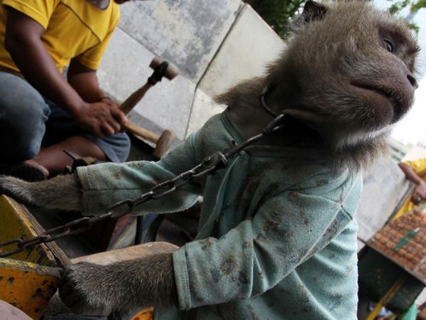 Rantai Pasung si Topeng Monyet