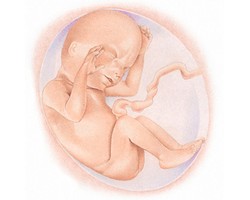 Inilah Perkembangan Janin Selama Berada di Rahim Ibu 
