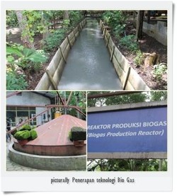 Si Manis coklat dari Jember