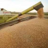 Krisis Finansial, Harga Gandum Justru Turun