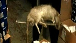 Tikus Raksasa Ditemukan di Toko Sepatu di New York