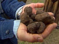 Jamur Truffle, Jamur Termahal Di Dunia