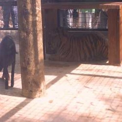 Kemenhut dan APP Deklarasi Dukung Konservasi Harimau Sumatera