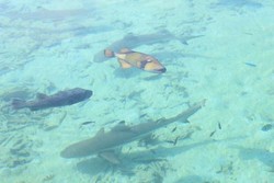 Berenang Bareng Hiu, Bukan Berenang Biasa