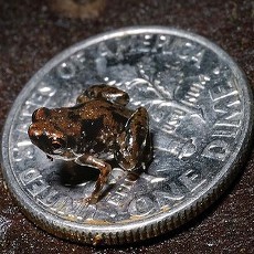 Aihh... Kodok Terkecil di Dunia Ditemukan di Papua Nugini