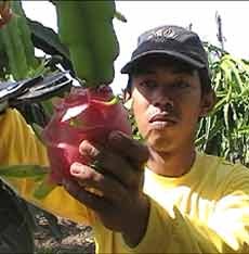 Jelang Imlek, 4 Ton Buah Naga Siap Dipanen