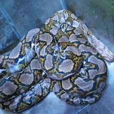 Ular Sepanjang 3 Meter Hebohkan Warga Bozem Jalan Lasem