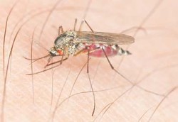 Diserang Malaria, Kulonprogo Bersiap Tetapkan Status KLB