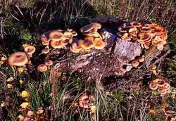 Jamur Bisa Dipakai untuk Melawan Polusi Berat