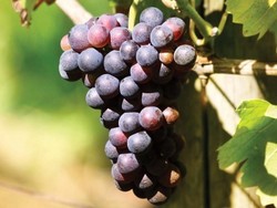 Anggur Pertajam Penglihatan di Usia Lanjut 