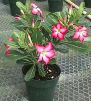 Tidak Terbukti Mencuri Bunga, Anak Yatim Piatu Bebas