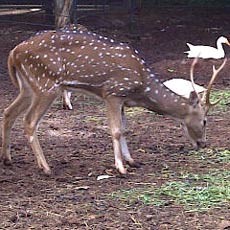 Menjenguk Rusa DPR yang Ongkos Makannya Rp 598 Juta