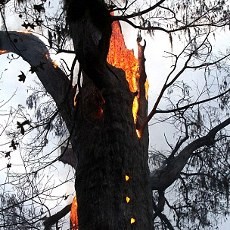 Yaah...! Pohon Umur 3.500 Tahun di AS Hangus Dilahap Api