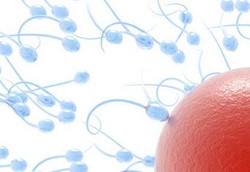 Sperma Butuh 3-5 Hari untuk Pedekate dengan Sel Telur 