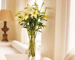 Dekorasi Bunga di Dalam Rumah Kurangi Risiko Depresi 