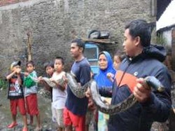 Ular Sanca Kembang Sepanjang 3,5 Meter Gegerkan Warga